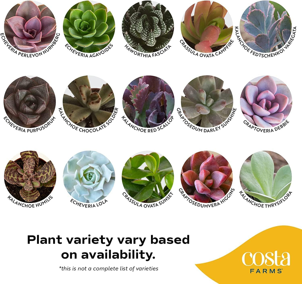 18-Pack Live Succulent Plants R6449