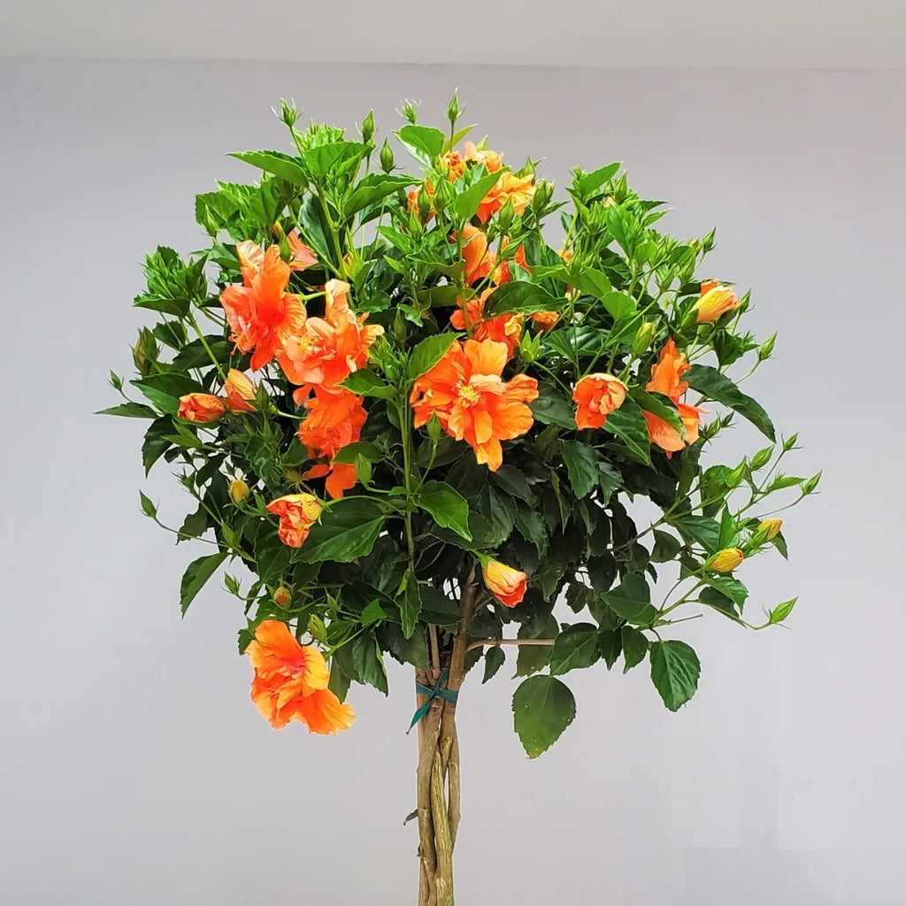 Braided Double Peach Hibiscus Tree Z911103