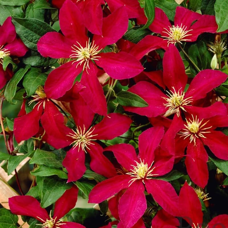 Red Clematis Vine Plant Live, 2.5 Inc Pot G8180