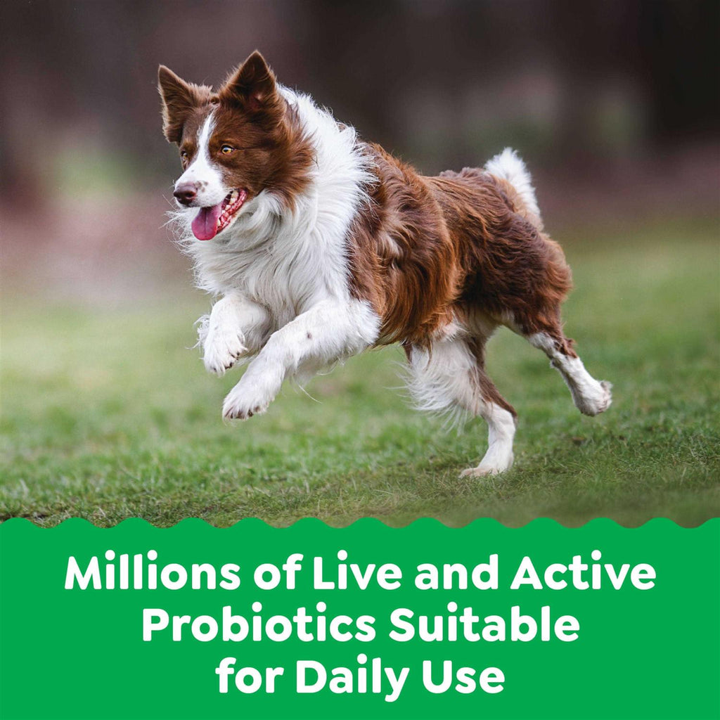 Probiotics for Dogs Chicken Flavor Q321