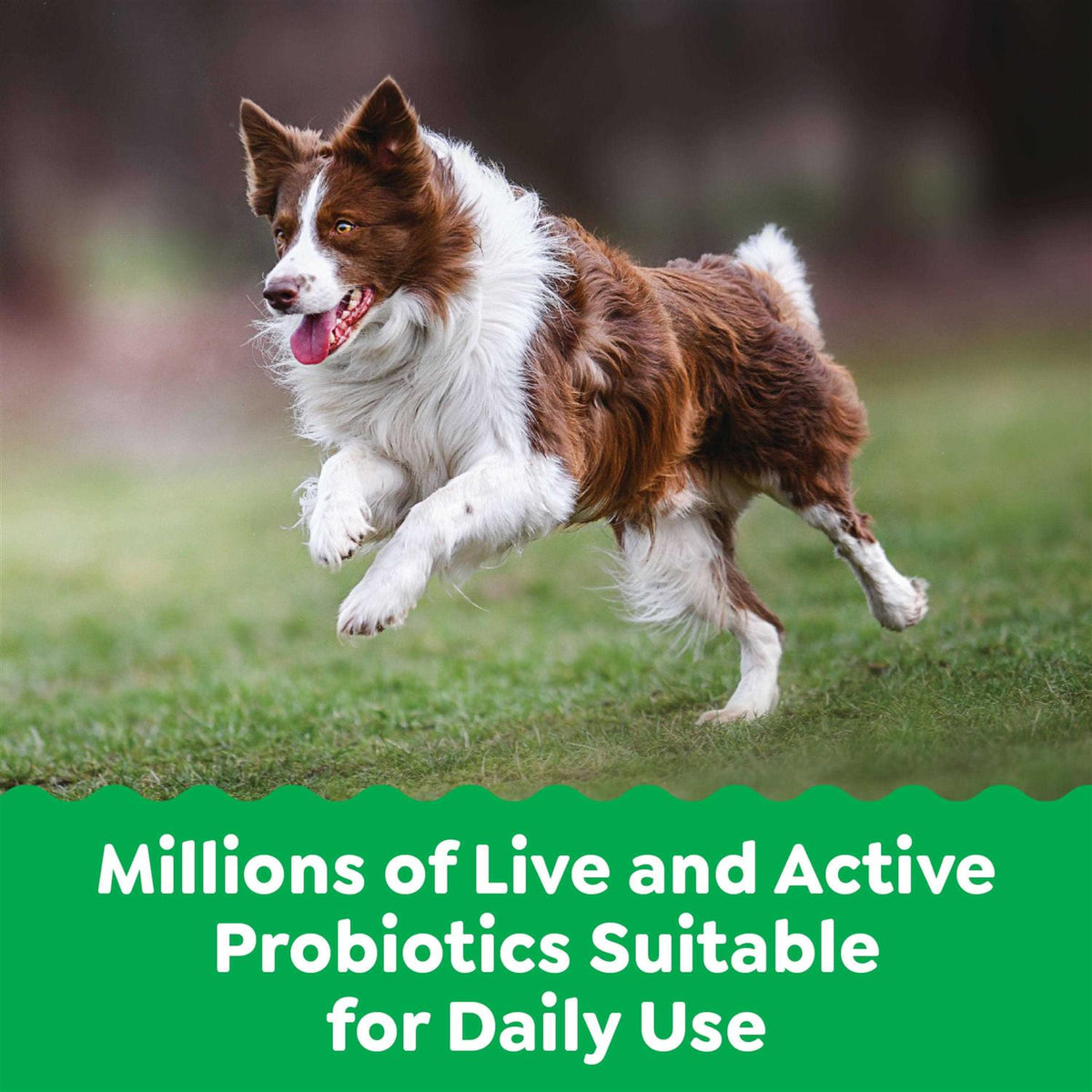 Probiotics for Dogs Chicken Flavor Q321