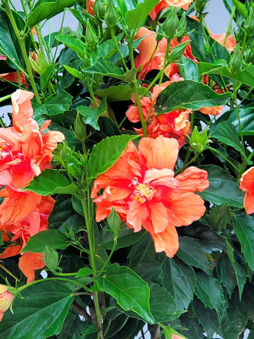 Braided Double Peach Hibiscus Tree Z911103