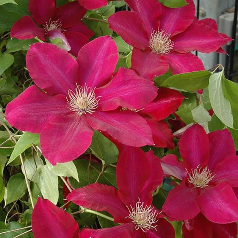 Red Clematis Vine Plant Live, 2.5 Inc Pot G8180
