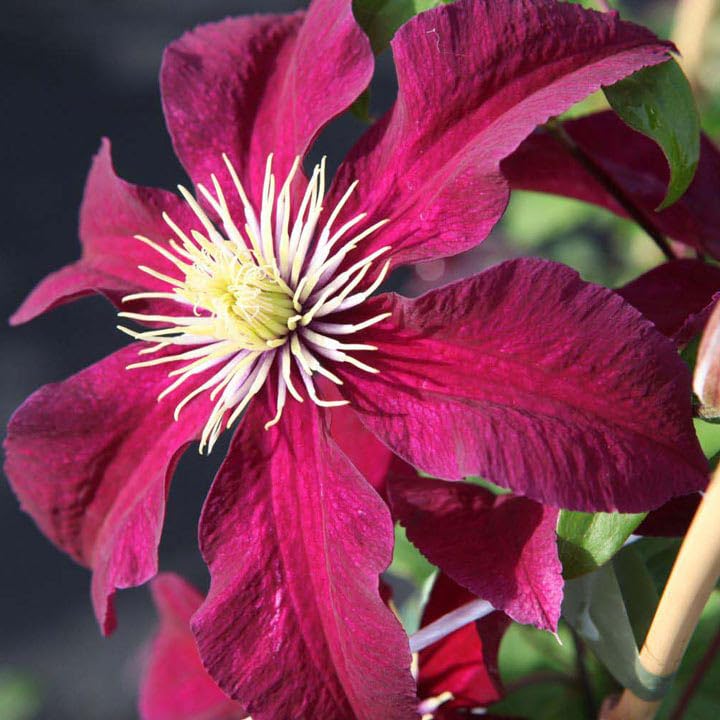 Red Clematis Vine Plant Live, 2.5 Inc Pot G8180