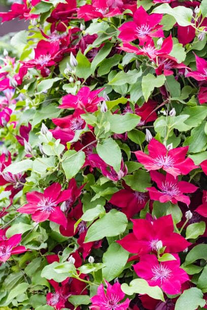 Red Clematis Vine Plant Live, 2.5 Inc Pot G8180