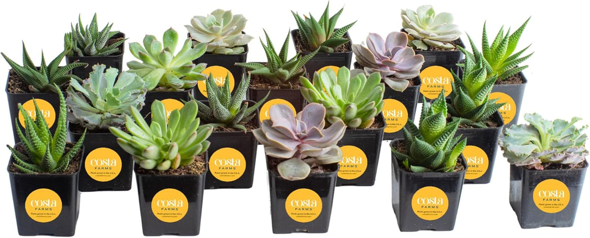 18-Pack Live Succulent Plants R6449