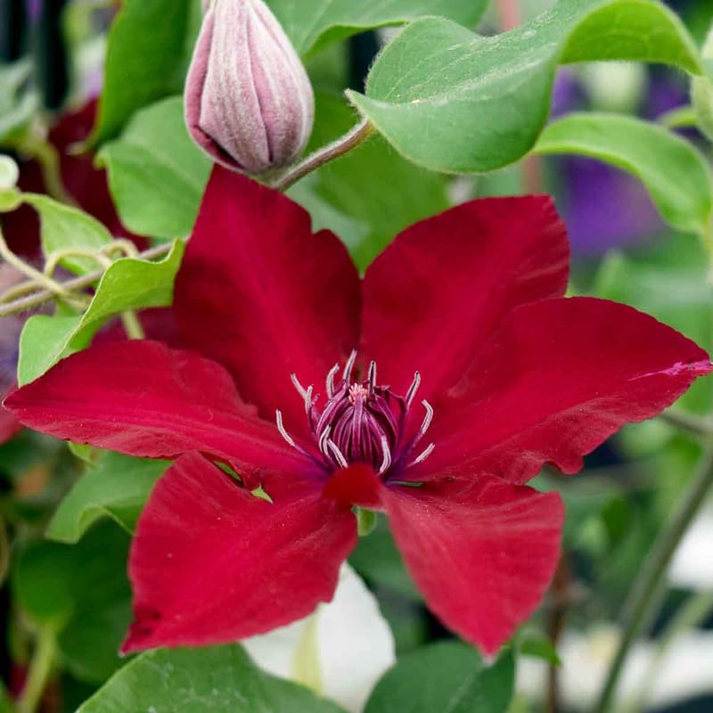Red Clematis Vine Plant Live, 2.5 Inc Pot G8180