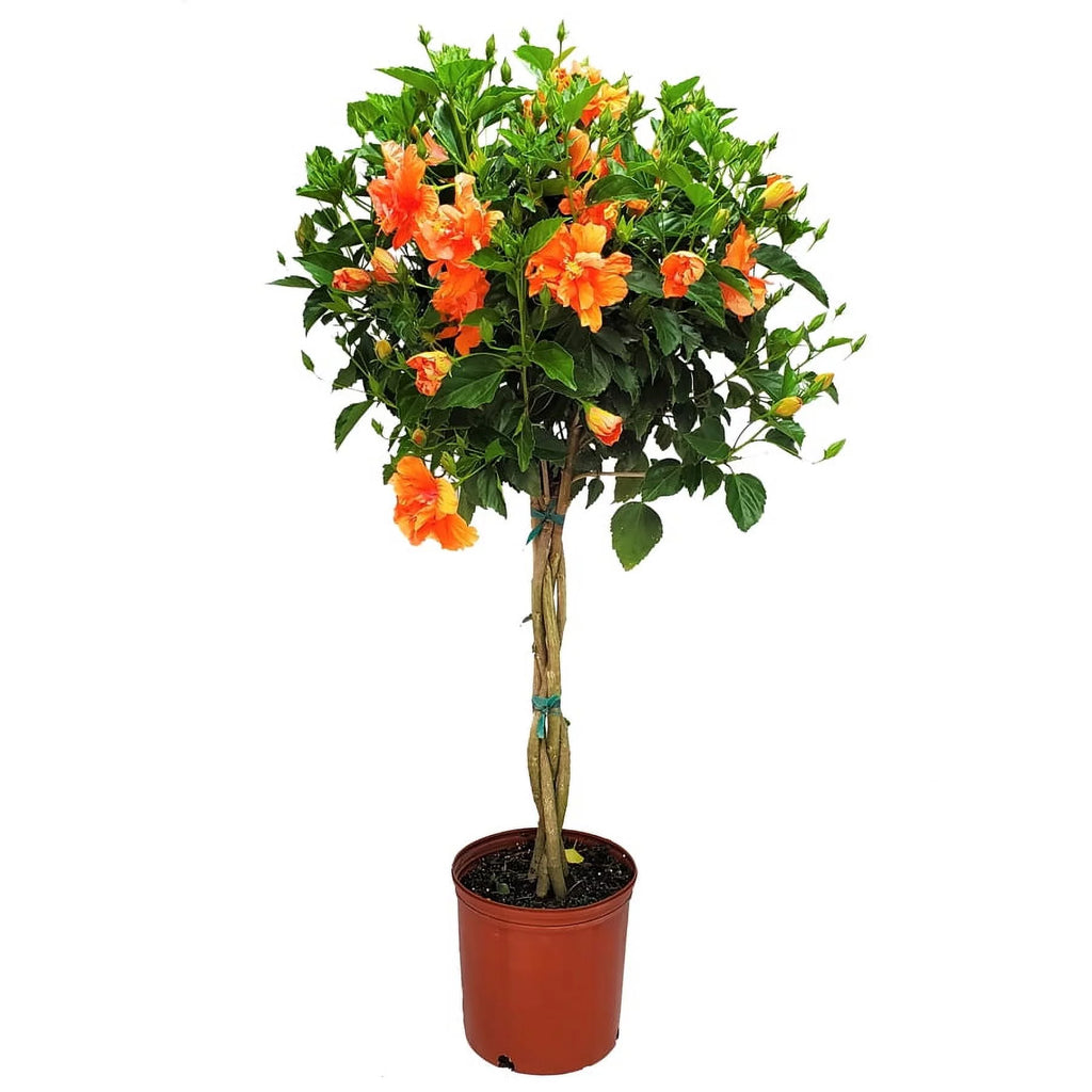 Braided Double Peach Hibiscus Tree Z911103