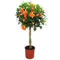 Braided Double Peach Hibiscus Tree Z911103