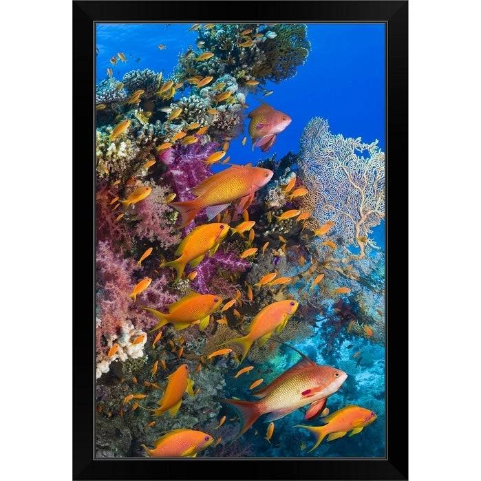 Black Framed Print O38833