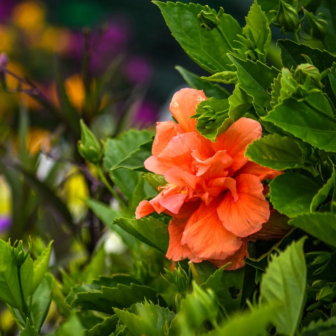 Braided Double Peach Hibiscus Tree Z911103