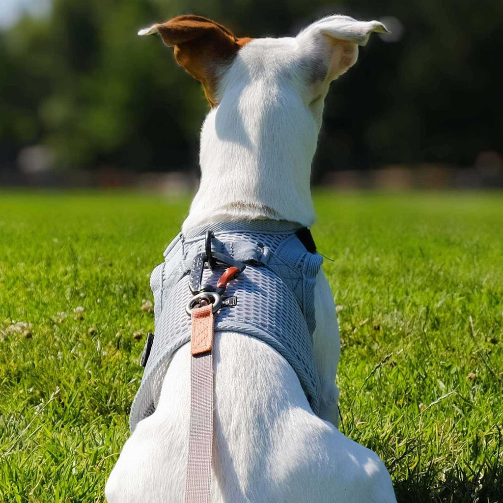 Martingale Walking Dog Harness L754