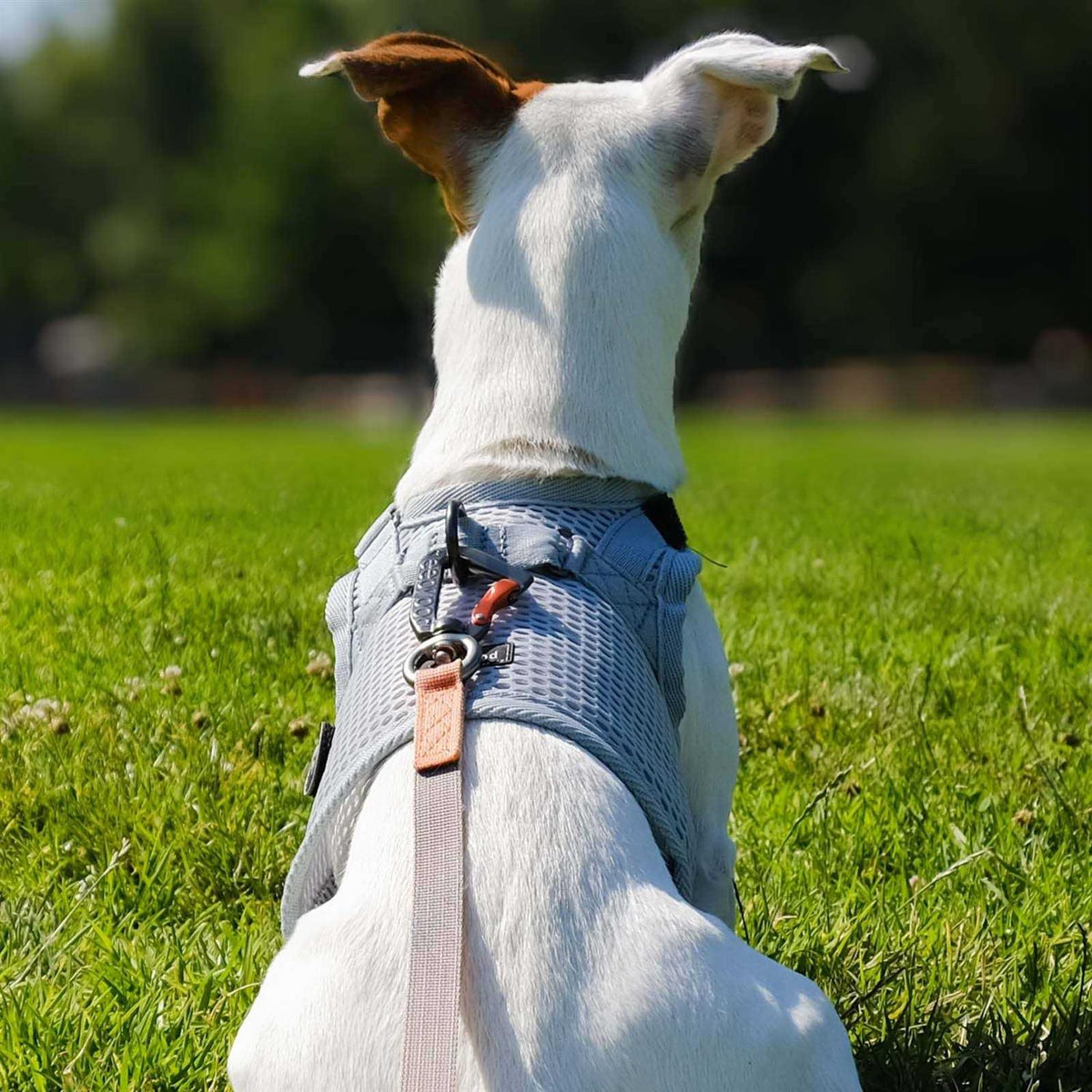 Martingale Walking Dog Harness L754