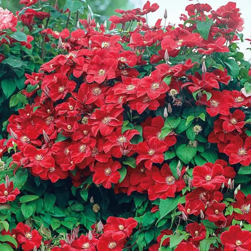Red Clematis Vine Plant Live, 2.5 Inc Pot G8180