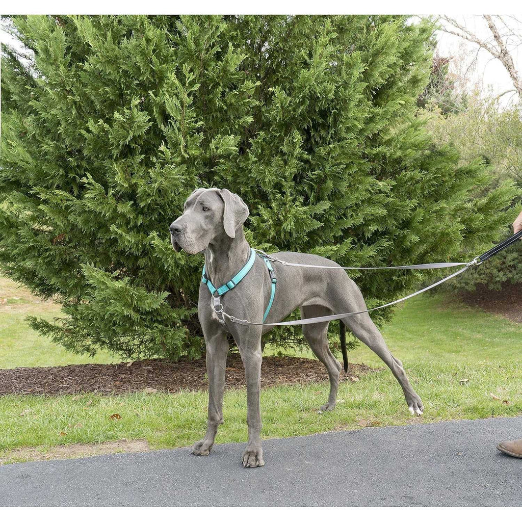 Two Point Control Dog Leash U7985
