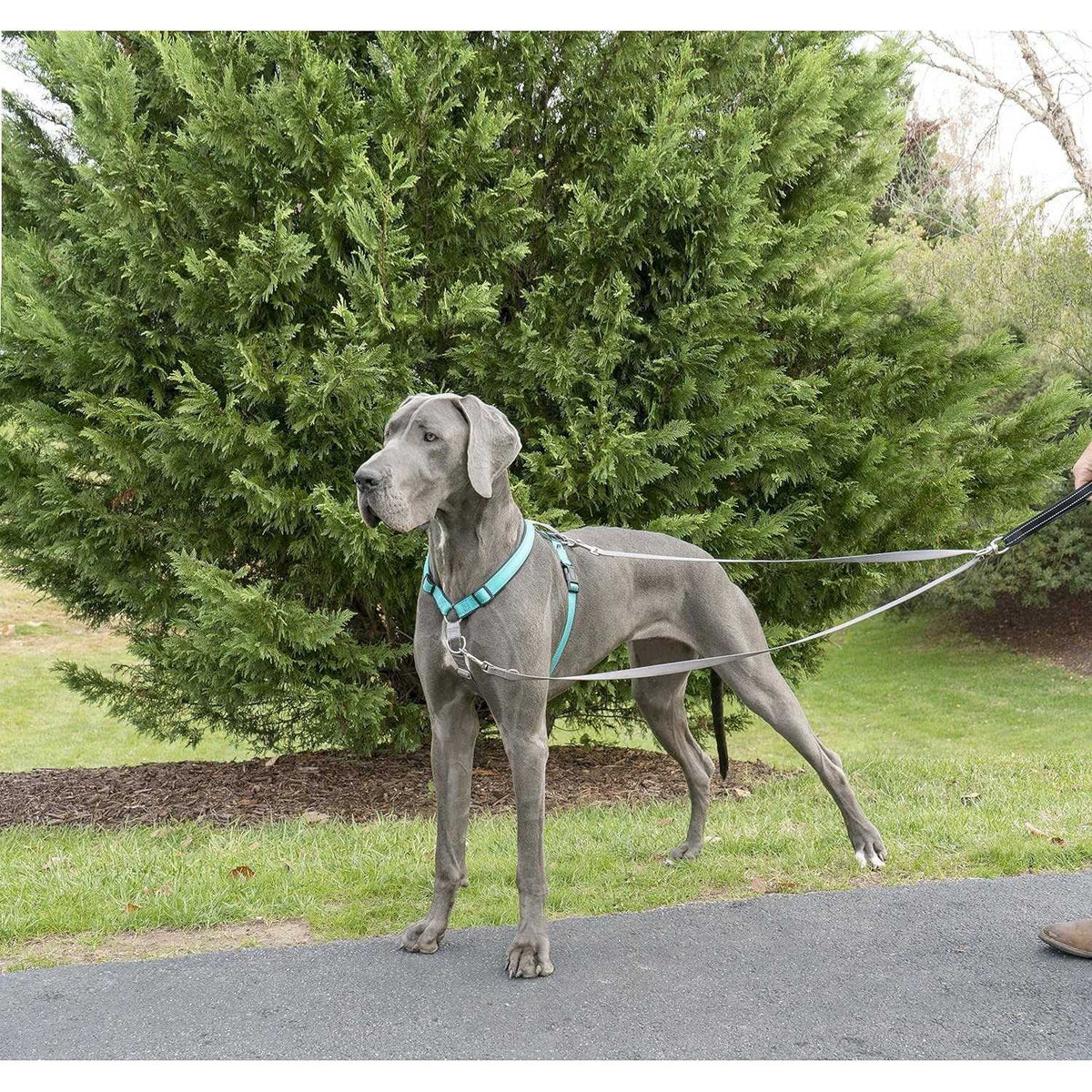 Two Point Control Dog Leash U7985