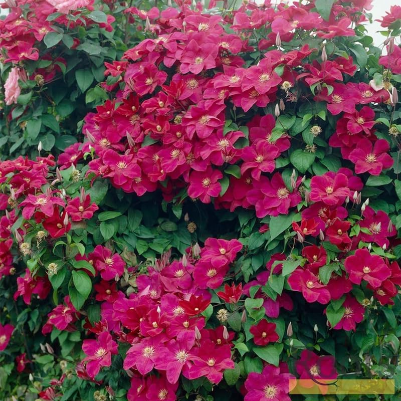 Red Clematis Vine Plant Live, 2.5 Inc Pot G8180