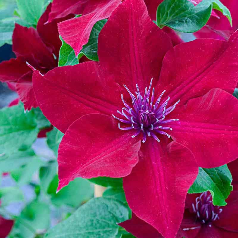 Red Clematis Vine Plant Live, 2.5 Inc Pot G8180