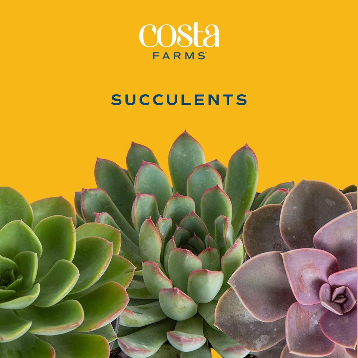 18-Pack Live Succulent Plants R6449