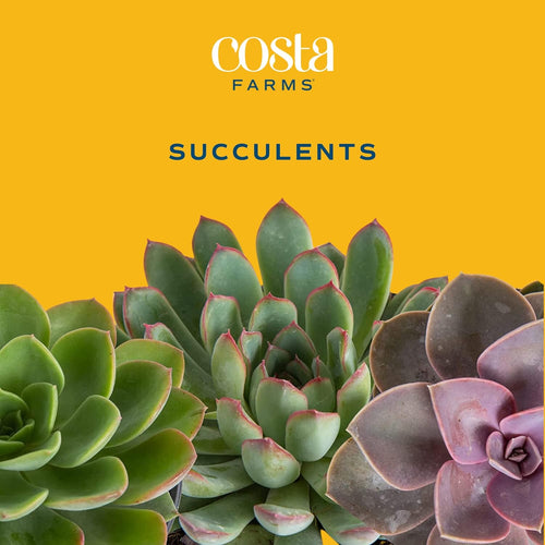 18-Pack Live Succulent Plants R6449