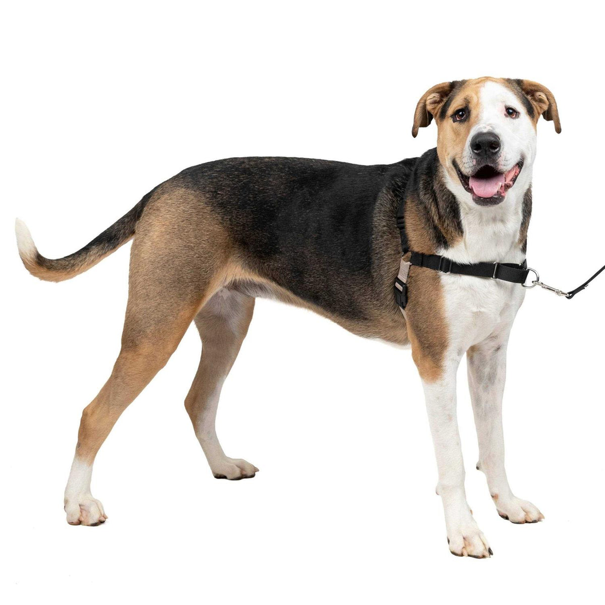 Easy Walk Dog Harness U3256