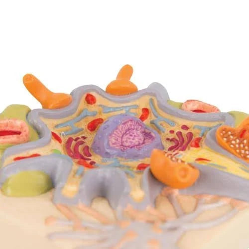 Neuron Cell Body Model S379409