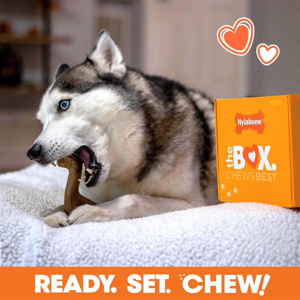 Chew Toy & Treat Gift Box O265