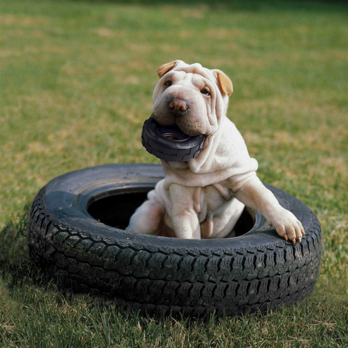 Dog Toy G534