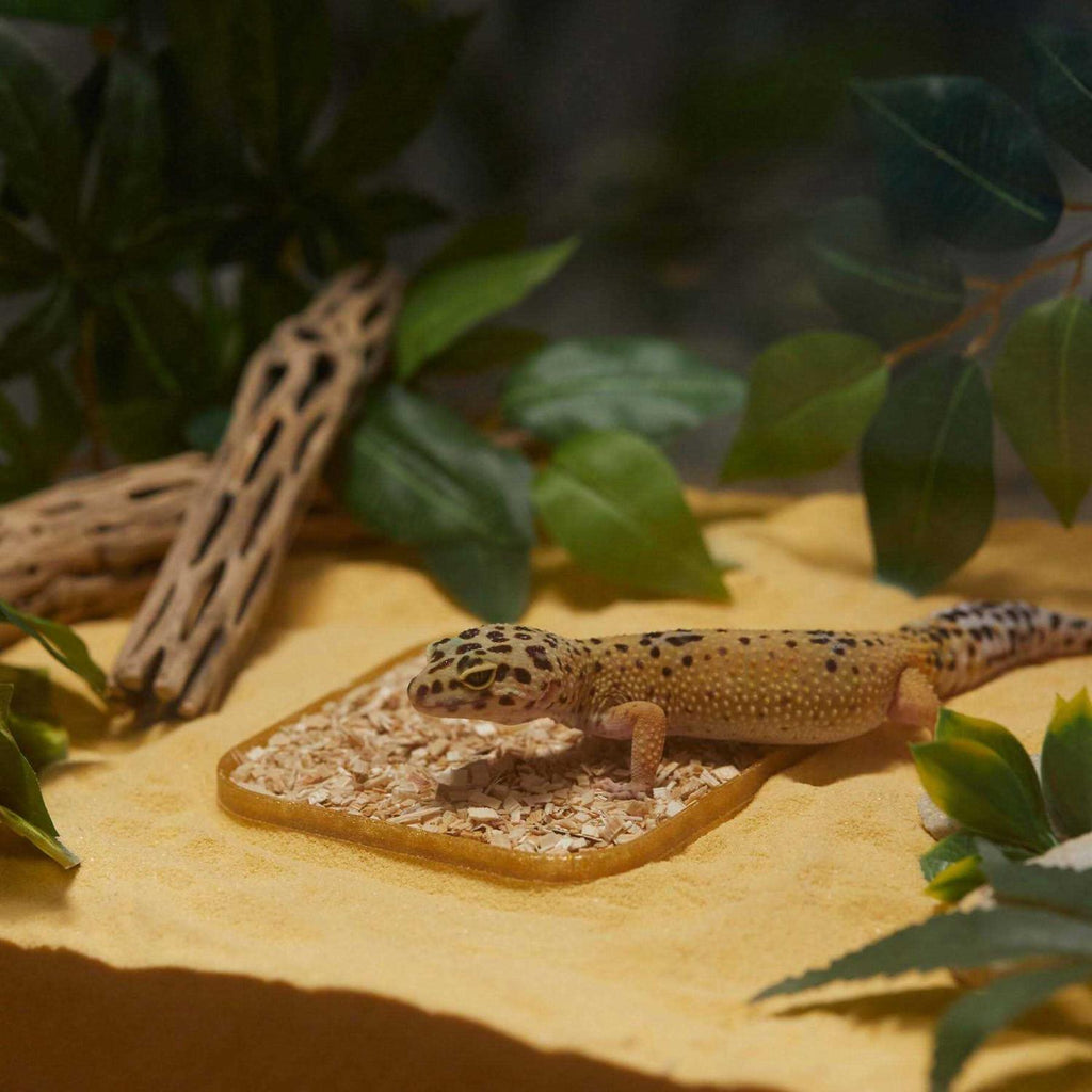 Leopard Geckos LitterBox O2288