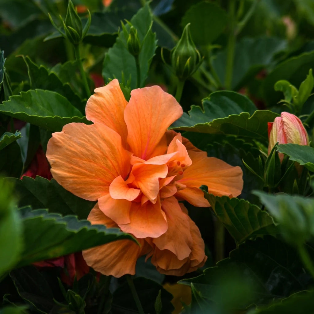 Braided Double Peach Hibiscus Tree Z911103