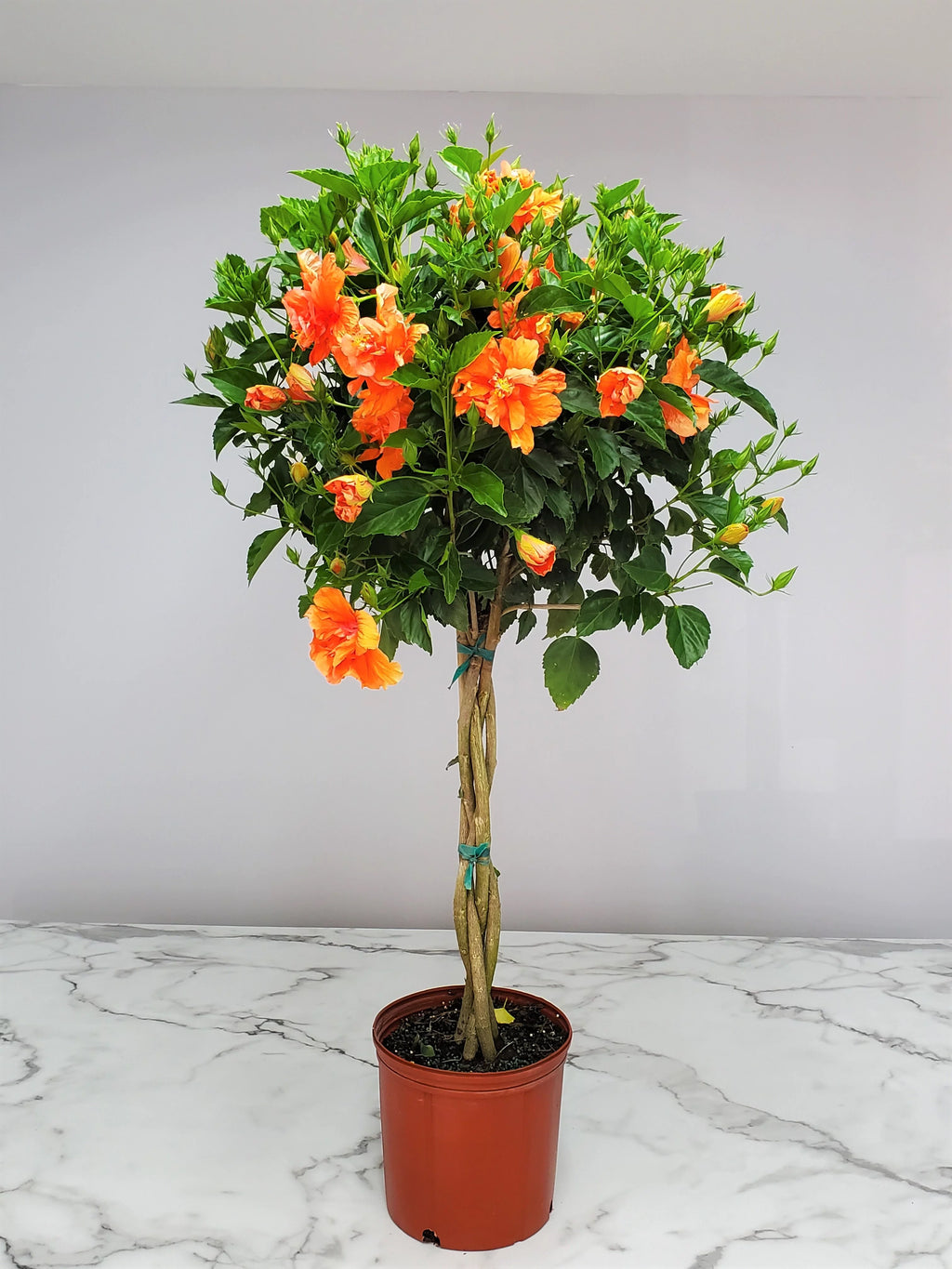 Braided Double Peach Hibiscus Tree Z911103