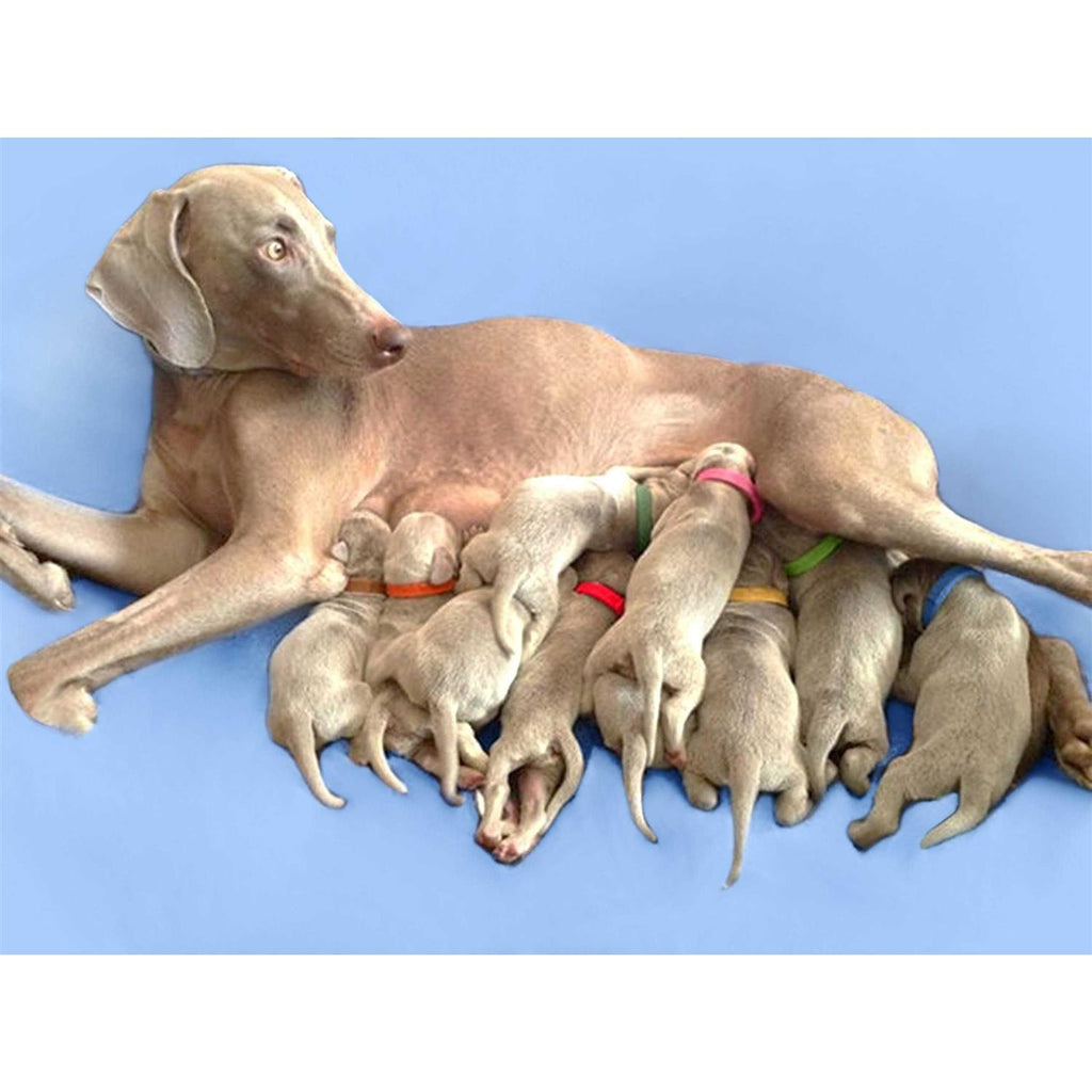 Puppy ID Bands T145382