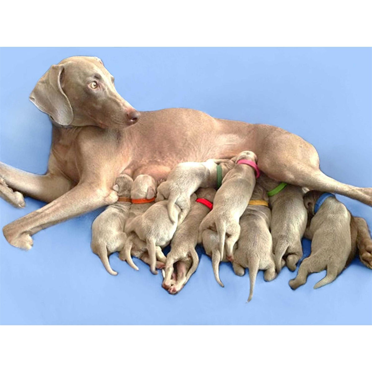 Puppy ID Bands T145382