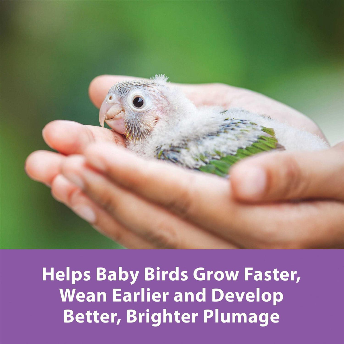 Hand Feeding Formula for Baby Birds O516976