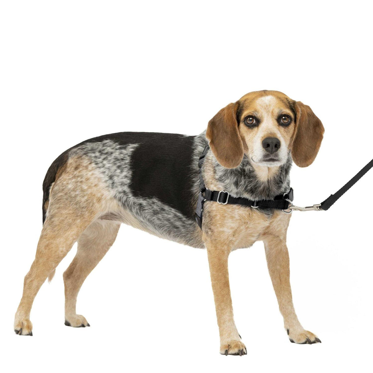 Easy Walk Dog Harness U3256